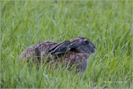 <p>ZAJÍC POLNÍ (Lepus europaeus) okolí Šluknova /European hare - Feldhase/</p>